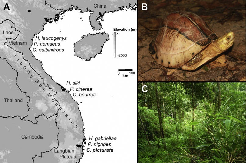 Verbreitun C. picturata